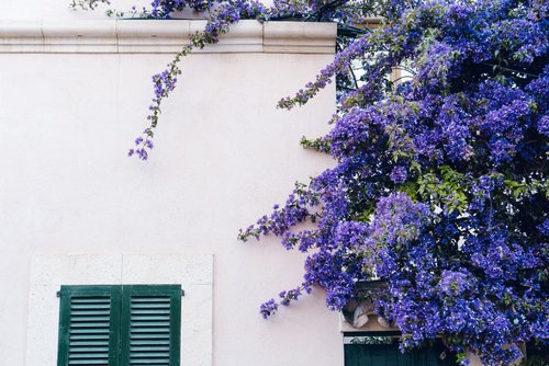 Botanical Rarities: Integrating Trees with Blue Flowers into Your Landscape